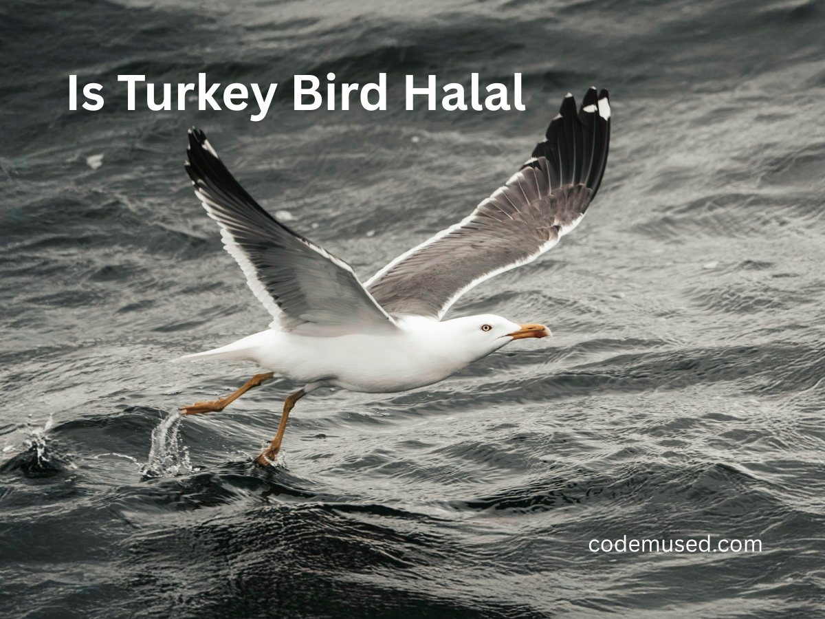is turkey bird halal